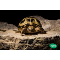 Tortuga Rusa - Testudo horsfieldii pequeña